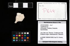 Foto (Objekt + Etikett) von Cyclothyreus sp.  (NHMW-GEO-2014-0194-0649)